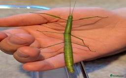 Stick Insects invertebrates for sale: Free stick insects nymphs - Image 2