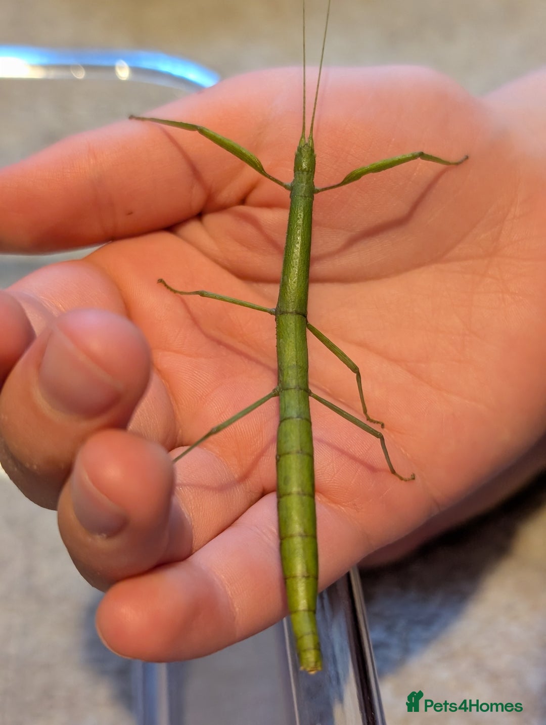 Stick Insects invertebrates for sale: Free stick insects nymphs - Image 2