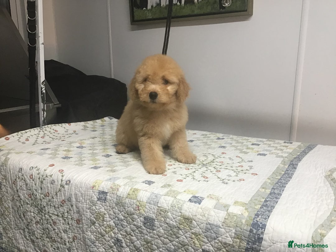 Bernedoodle dogs for sale: Rare Toy bernedoodles  - Advert 16