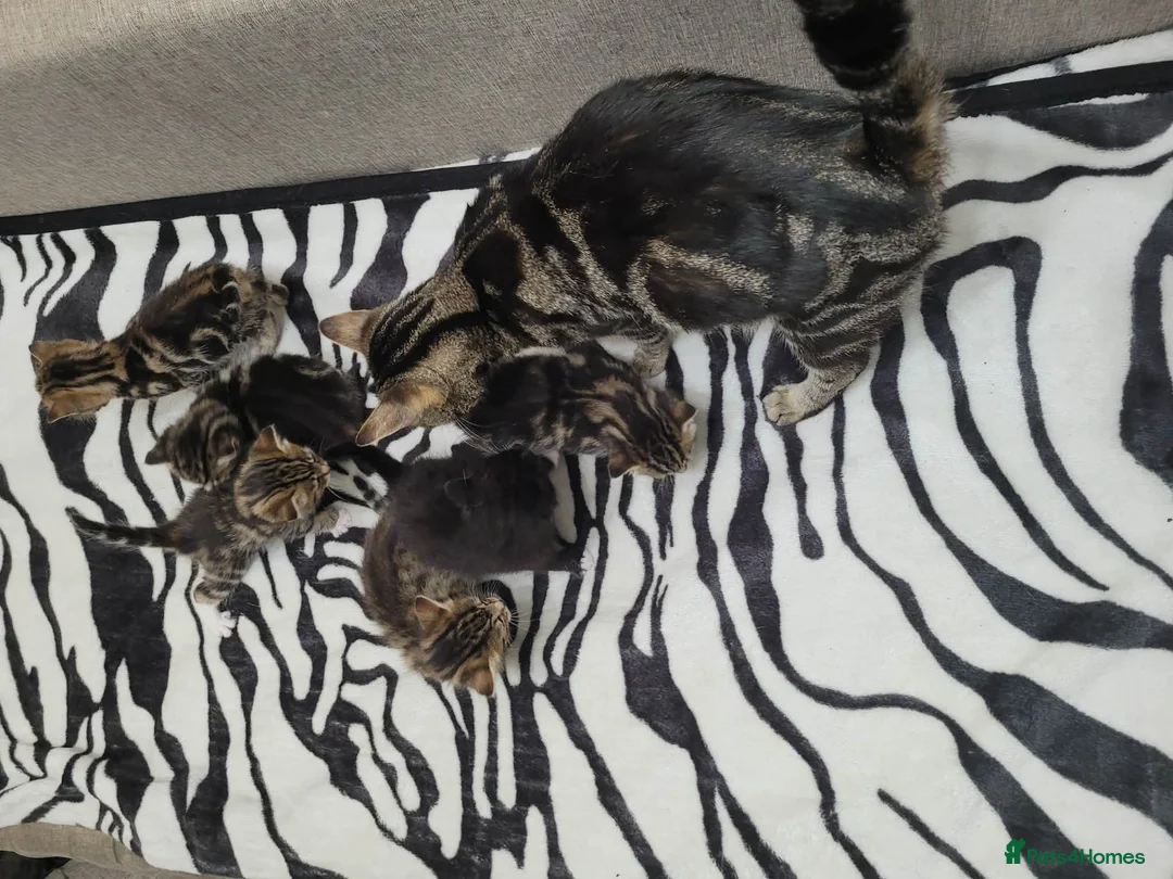 Mixed Breed cats for sale: Adorable Tabby Kittens Looking for Forever Homes - Advert 7