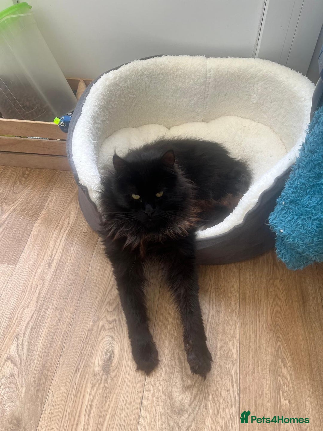 Maine Coon cats for sale: Beautiful Maine coon looking for a new home  - Advert 3