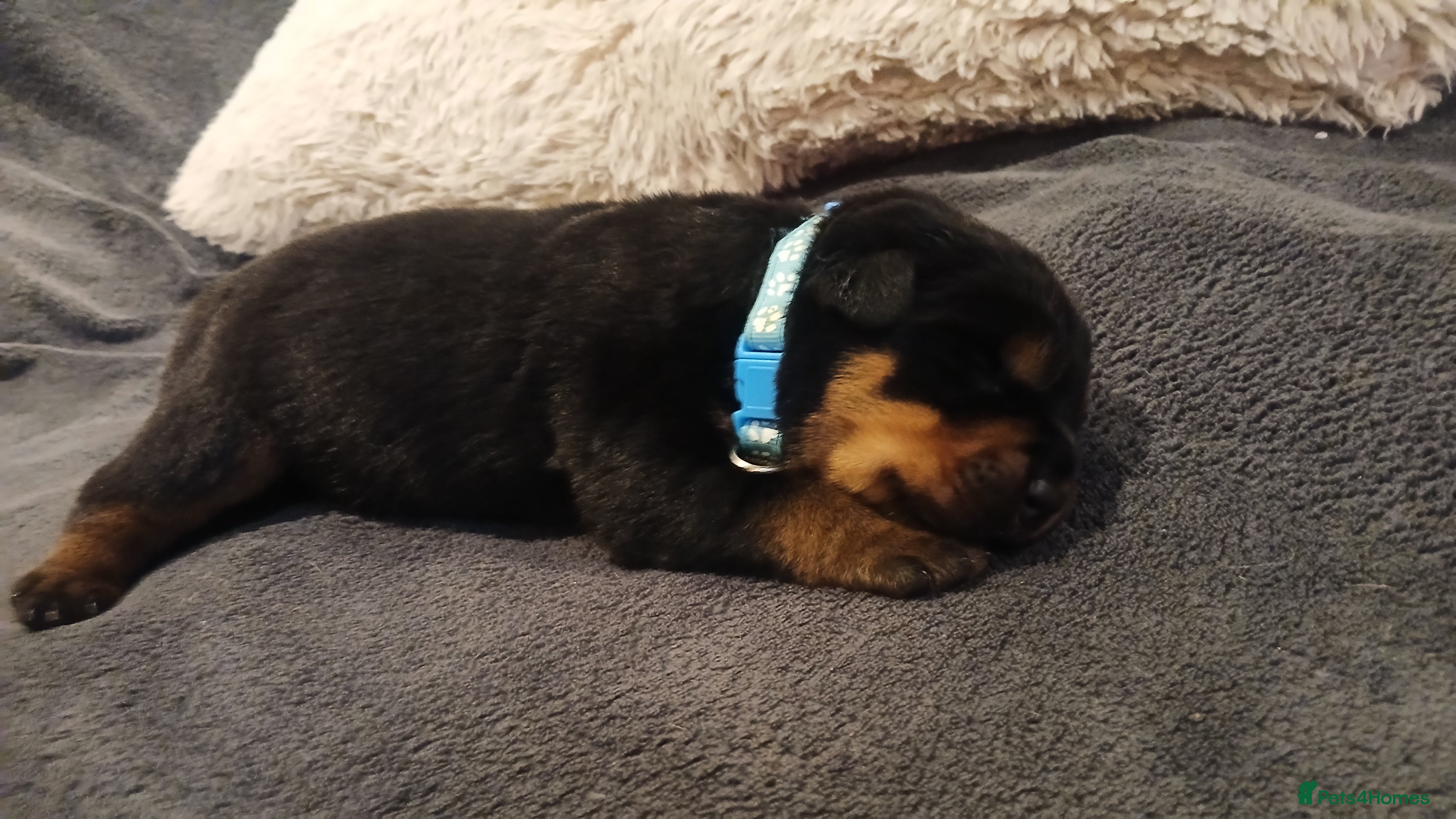 Rottweiler dogs Rottweiler puppy 1 boy left  - Advert 5