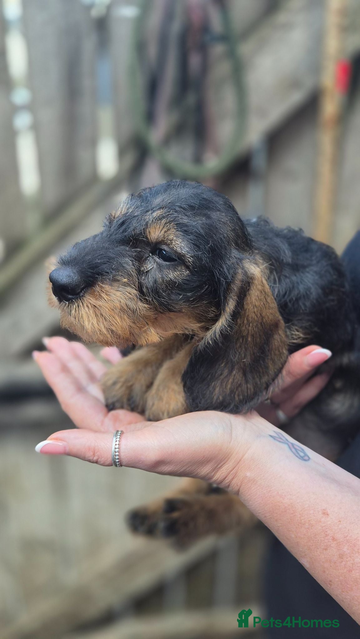 Dachshund dogs Standard Wirehaired Dachshund  - Advert 2