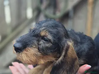 Dachshund dogs Standard Wirehaired Dachshund - Advert 2
