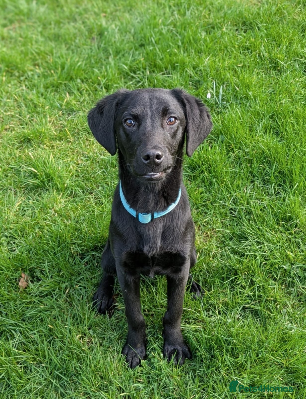 Labrador Retriever dogs Trained Labrador for sale  - Advert 1