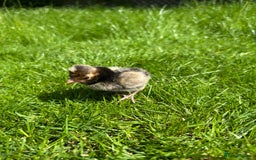 Chickens poultry for sale: Day old pure breed chicks  - Image 2