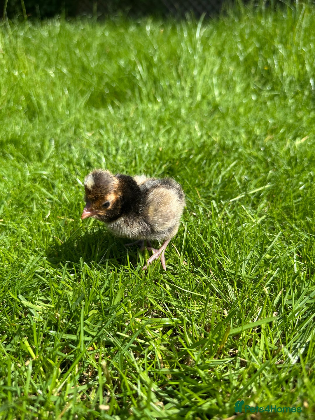 Chickens poultry for sale: Day old pure breed chicks  - Image 2
