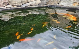 Shubunkins fish for sale: Shubunkins Goldfish  - Image 4