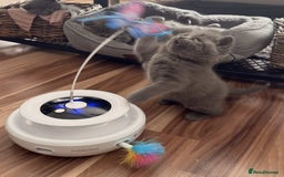 British Shorthair cats for sale: Chunky British Shorthair Blue Kittens 🐱💙 - Image 12