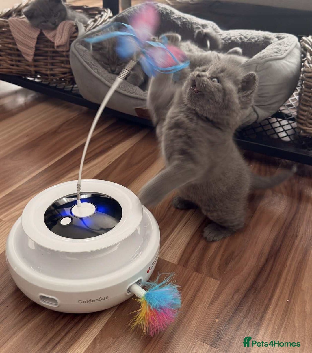 British Shorthair cats for sale: Chunky British Shorthair Blue Kittens 🐱💙 - Image 12