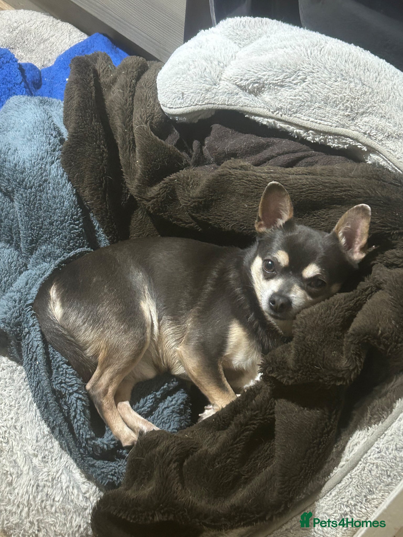 Chihuahua dogs Male chihuahua for new home  - Advert 1