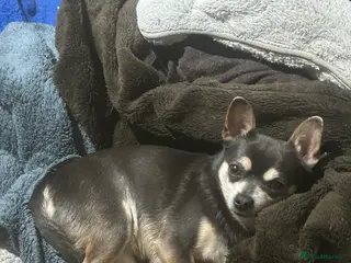 Chihuahua dogs Male chihuahua for new home - Advert 10