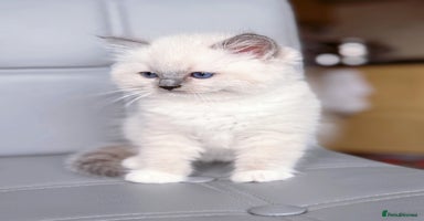 Ragdoll cats - Advert 2