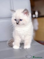 Ragdoll cats - Advert 3