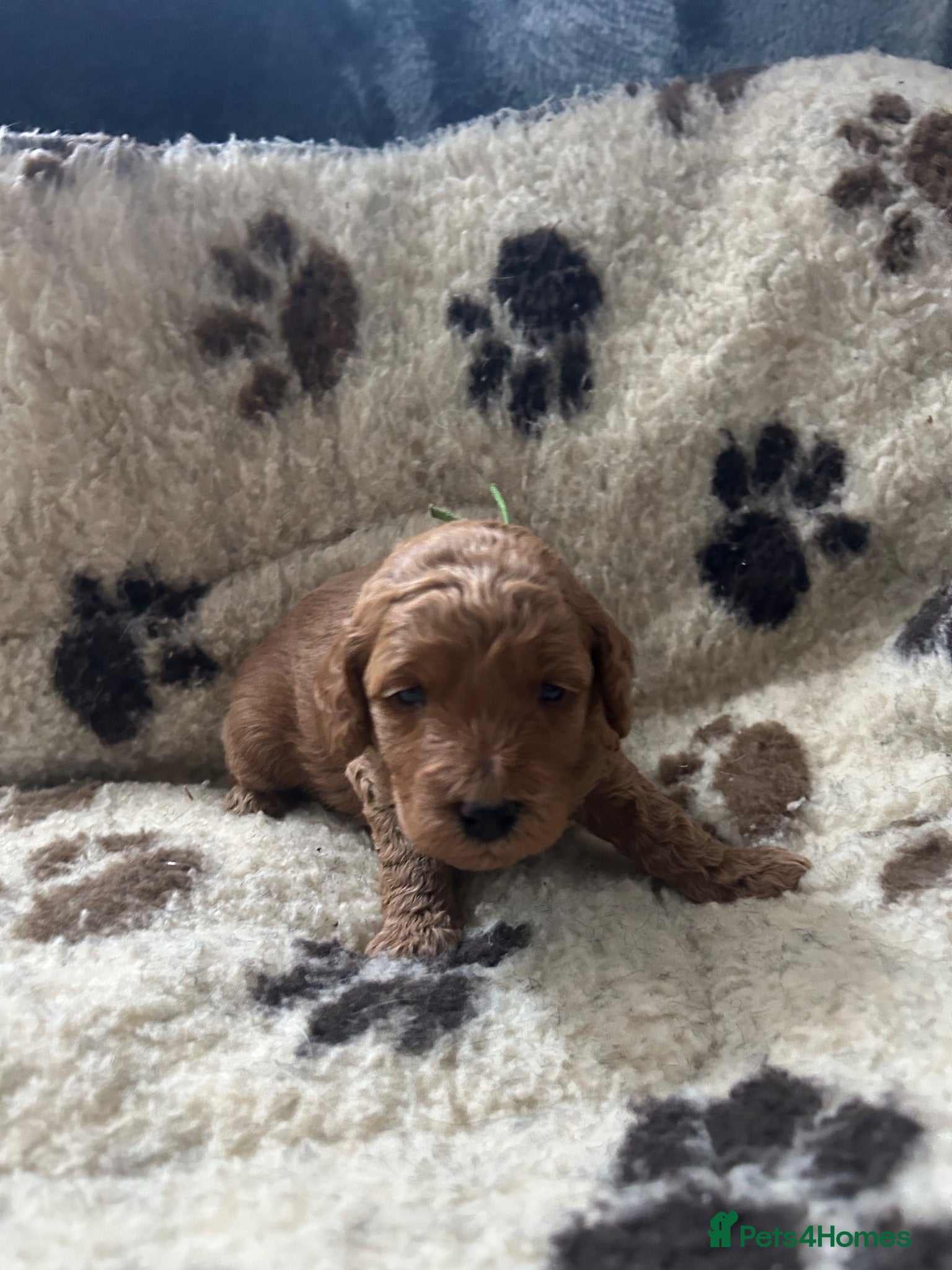 Miniature Poodle dogs Stunning miniature poodle for sale!!! KC reg. - Advert 2