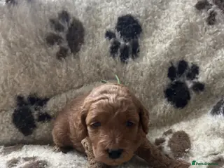 Miniature Poodle dogs Stunning miniature poodle for sale!!! KC reg. - Advert 2