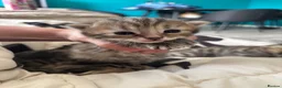Mixed Breed cats for sale: 3 Absolute Stunning Patterned Kittens - Advert 6