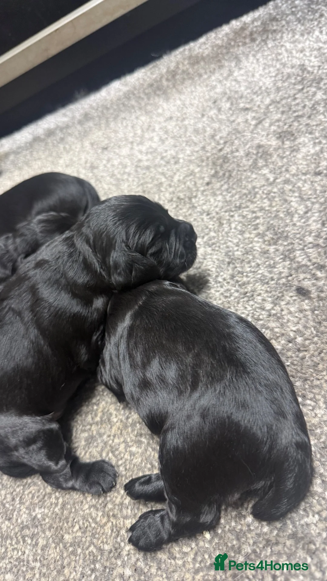 Cocker Spaniel dogs for sale: WORKING COCKER SPANIEL PUPS - KC REG in Houghton le Spring - Advert 6