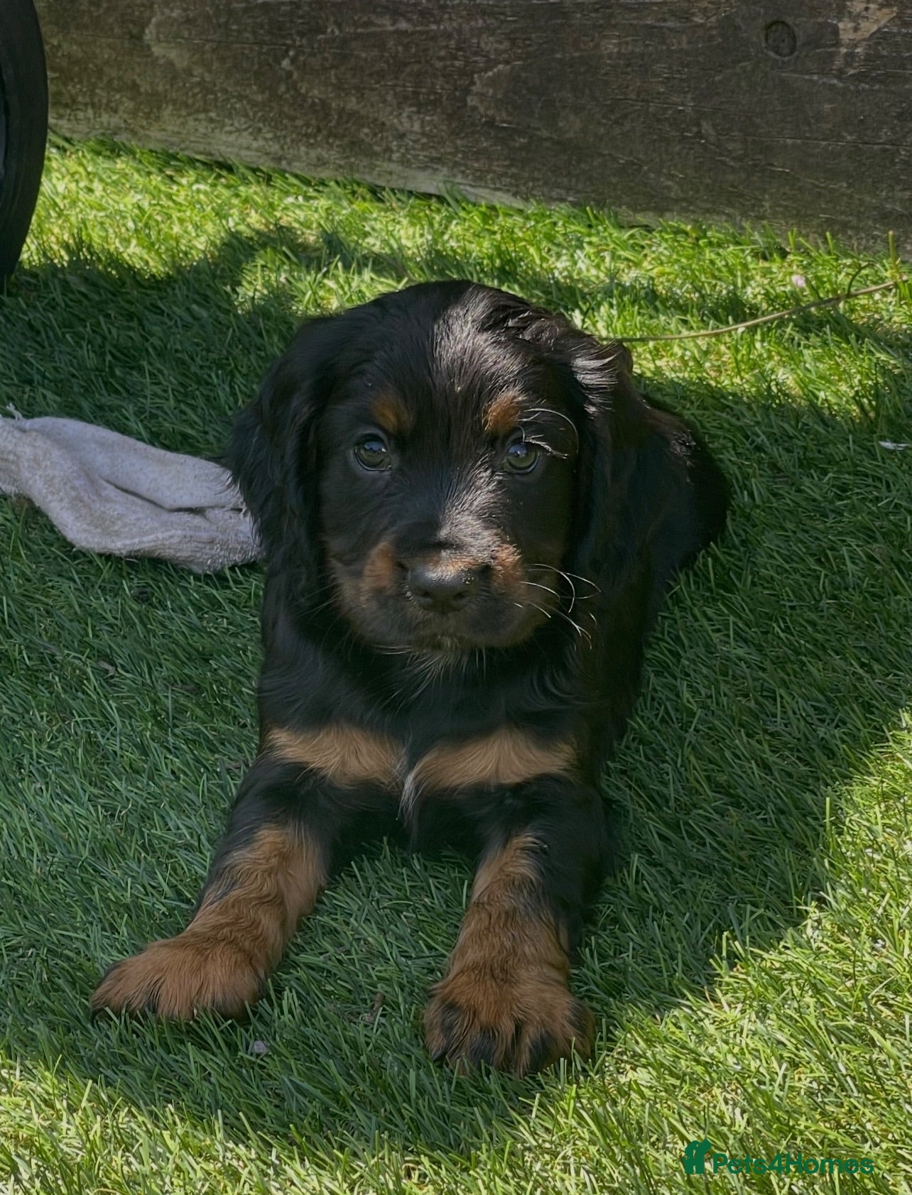 Cocker Spaniel dogs Beautiful working cocker spaniel puppies - Advert 6