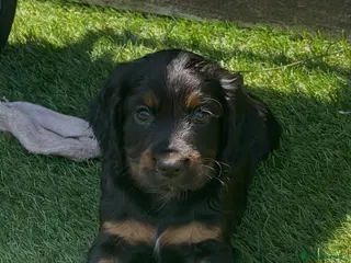 Cocker Spaniel dogs Beautiful working cocker spaniel puppies - Advert 6