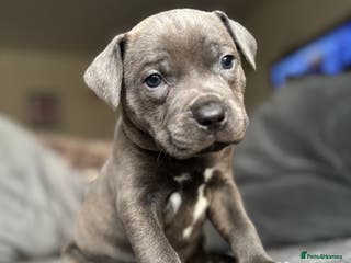 Staffordshire Bull Terrier dogs Quality Blue Health Tested - Advert 15