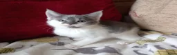 Maine Coon cats for sale: Half maine coon kittens for sale  in Uckfield - Advert 4