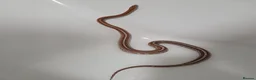 Corn Snake reptiles for sale: Corn snake & complete viv in Solihull - Advert 2