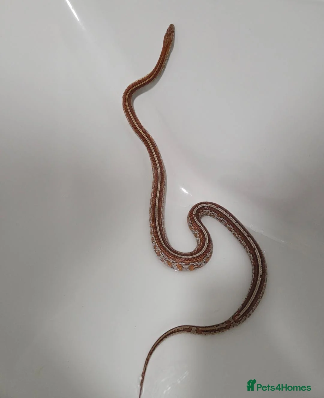 Corn Snake reptiles for sale: Corn snake & complete viv in Solihull - Advert 2