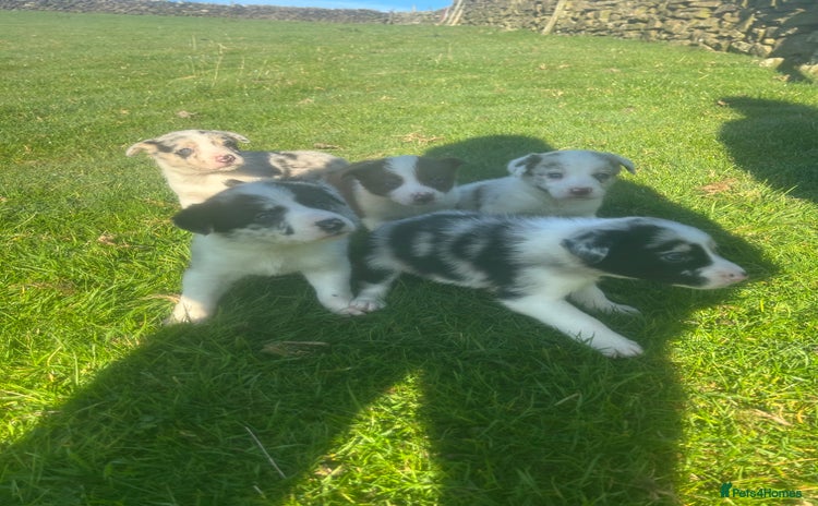Border Collie dogs - Advert 2