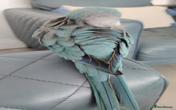 Parrots birds for sale: Semi-Tamed Quaker Parrot For Sale - Image 2