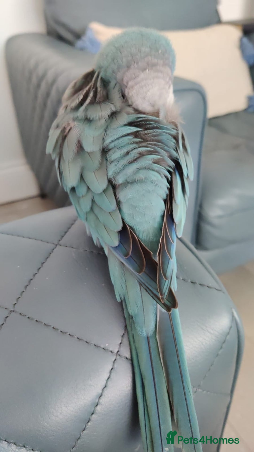 Parrots birds for sale: Semi-Tamed Quaker Parrot For Sale - Image 2