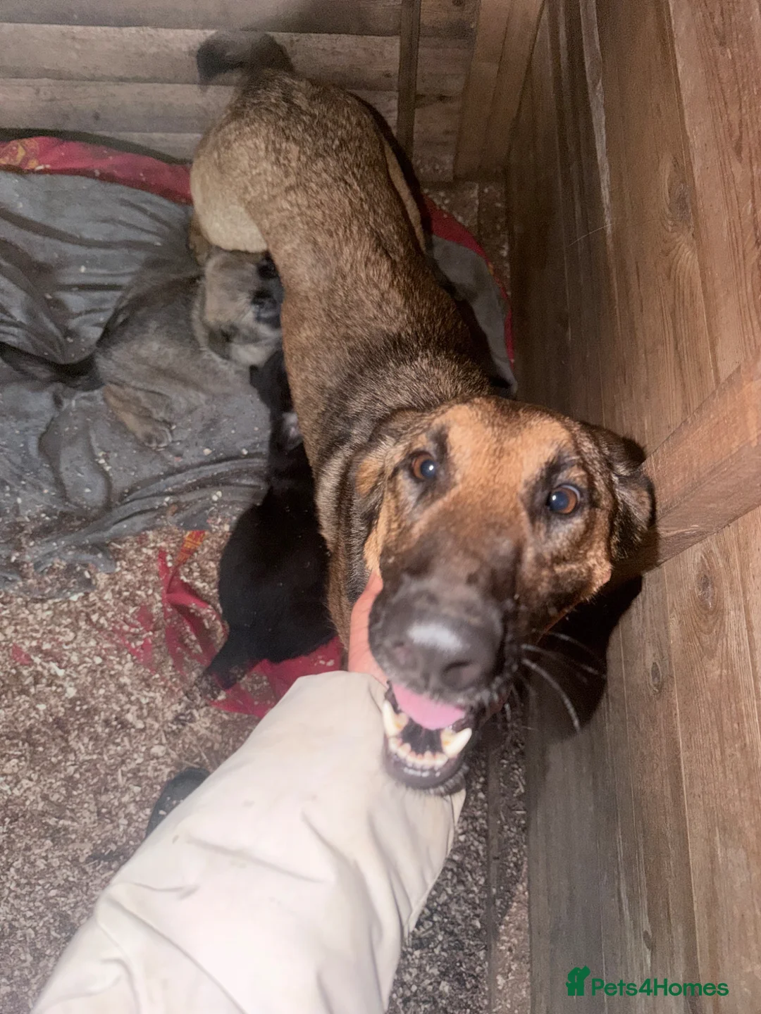 Mixed Breed dogs for sale: Belgium Malinois X German shepherd pups  - Advert 7