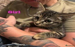 Mixed Breed cats for sale: Beautiful Brother and Sister kittens - Image 1
