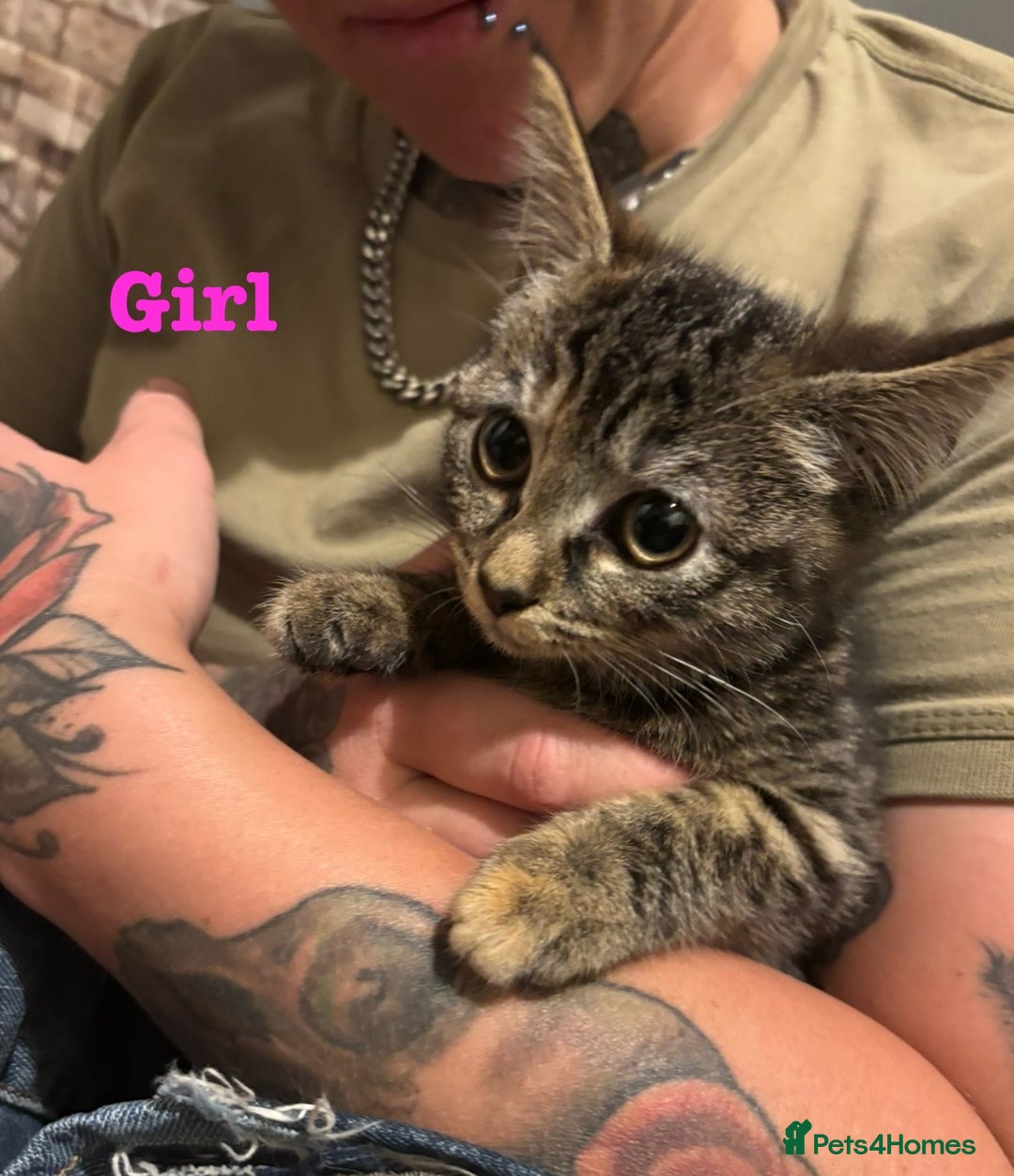 Mixed Breed cats for sale: Beautiful Brother and Sister kittens - Image 1