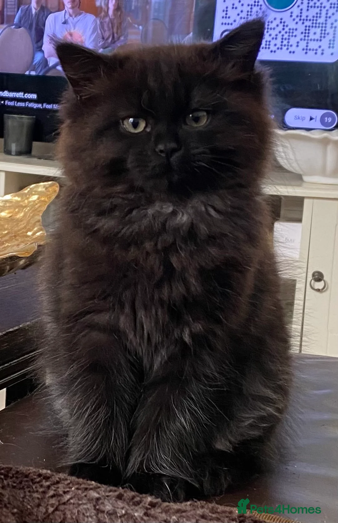 Persian cats for sale: Gorgeous Persian girls  in Stanley - Advert 1