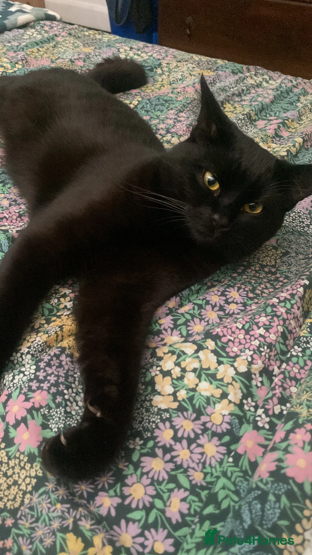 Mixed Breed cats for sale: Very Loving Male Cat - Advert 3