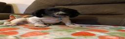 English Springer Spaniel dogs for sale: Springer Spaniel Puppies in Waterlooville - Advert 11