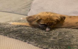 Mixed Breed dogs for sale: Bedlington whippet greyhound  - Image 9