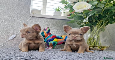 French Bulldog dogs - Advert 4