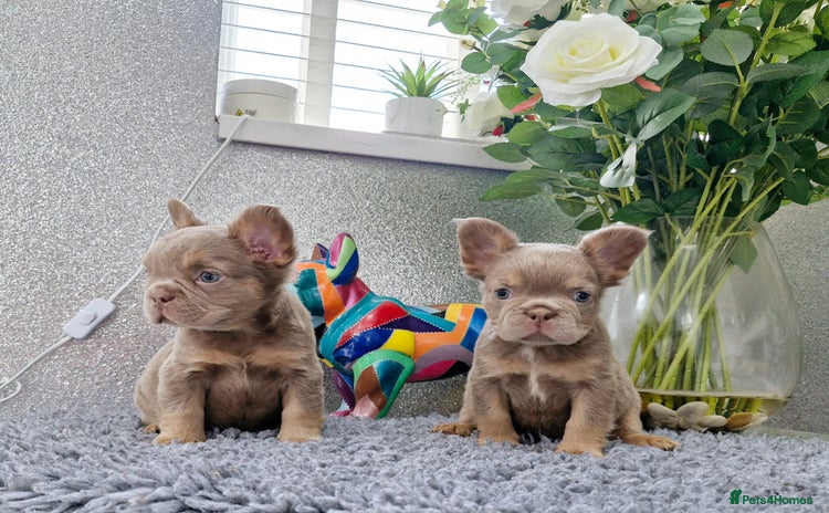 French Bulldog dogs - Advert 3