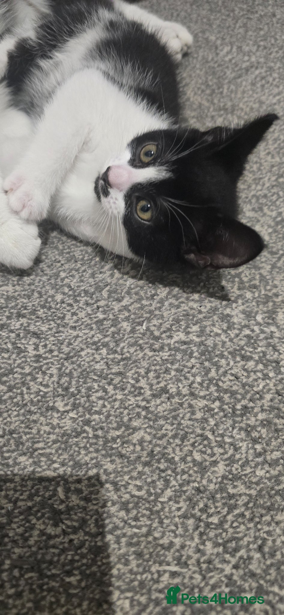 Mixed Breed cats Black and white male ready to go  - Advert 3