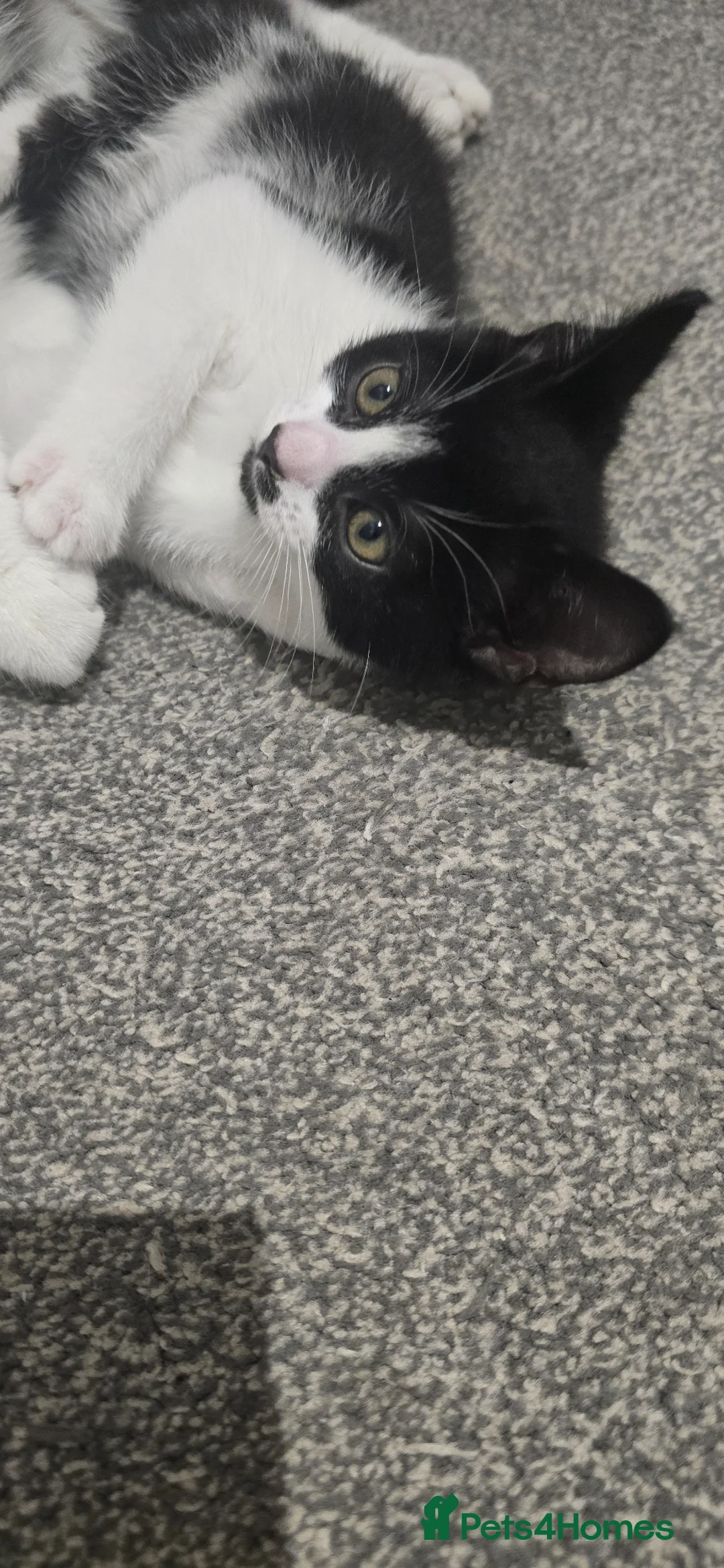 Mixed Breed cats for sale: Black and white male ready to go  - Advert 1