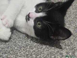 Mixed Breed cats Black and white male ready to go - Advert 3