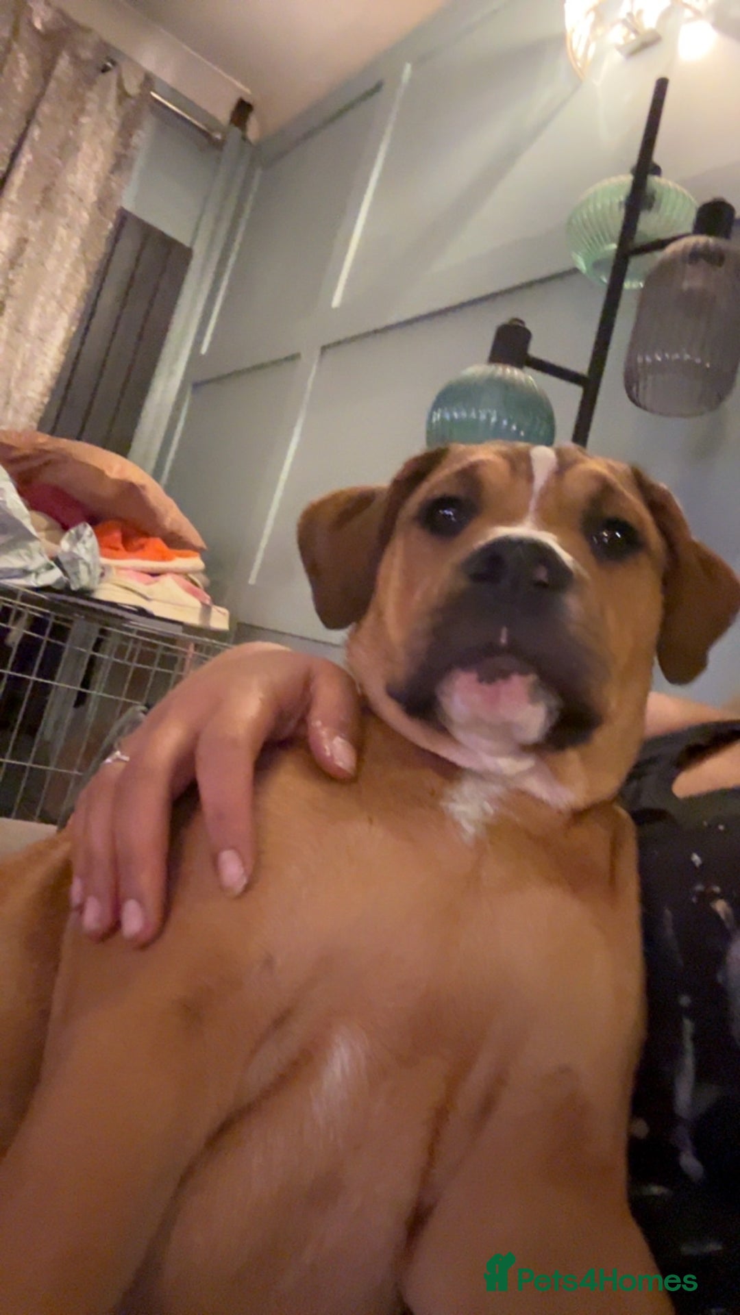 Mixed Breed dogs for sale: 5month old mixed breed  - Image 3