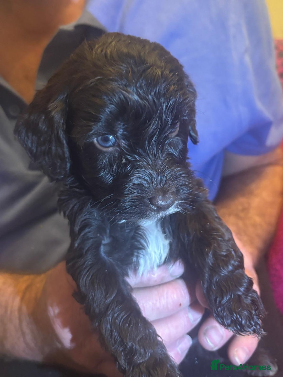 Cockapoo dogs for sale: Chocolate&white miniature  f2 Cockapoo puppies  - Advert 9