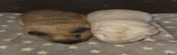 Mixed Breed rodents for sale: Mixed guinea pigs  - Advert 10