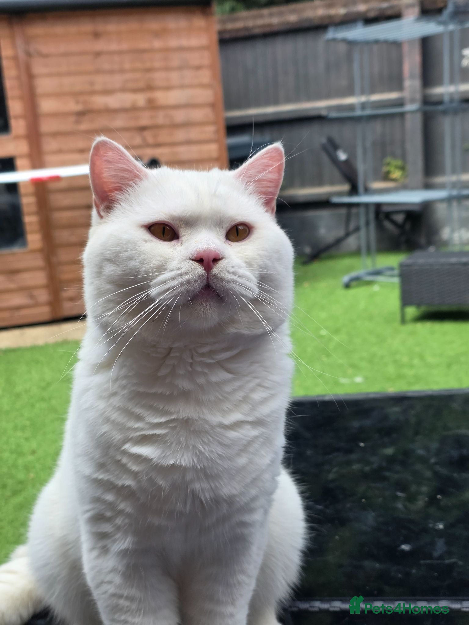 British Shorthair cats 🤍 PROVEN White British Shorthair Stud Service 🤍 - Advert 12