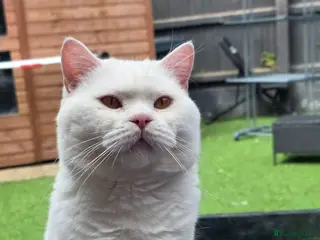 British Shorthair cats 🤍 PROVEN White British Shorthair Stud Service 🤍 - Advert 12