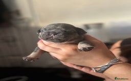French Bulldog dogs for sale: Beautiful French bulldog puppies - Image 4
