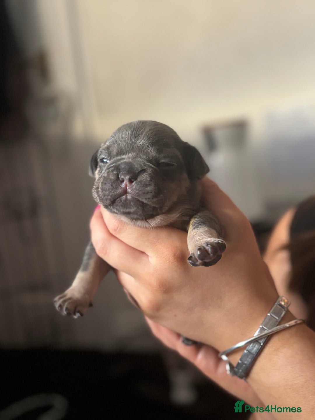 French Bulldog dogs for sale: Beautiful French bulldog puppies - Image 4
